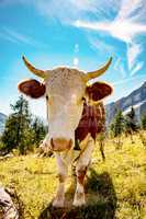 Portrait of a cow in the Bavarian Alps