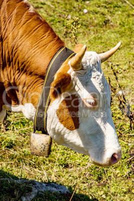 Portrait of a cow in the Bavarian Alps