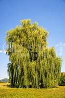 Babylon willow in summertime in Germany