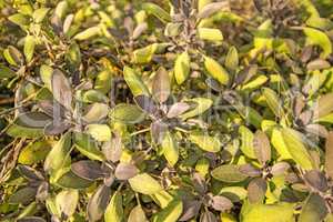 sage, Salvia officinalis, leaf