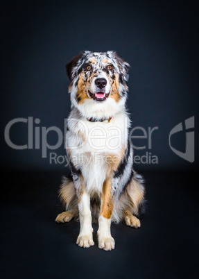 Portrait of a australian shepherd dog