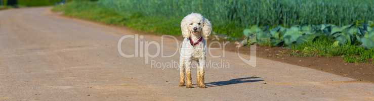 poodle stands on a street