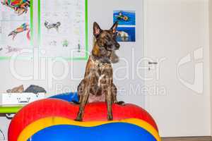 Mallinois shepherd dog sits in a office