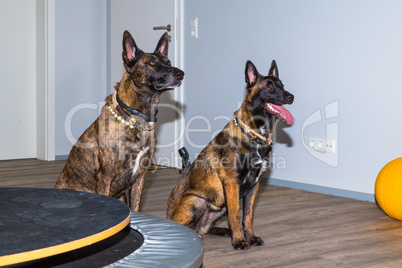 two Mallinois dogs waiting in a office