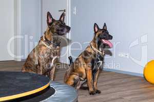 two Mallinois dogs waiting in a office