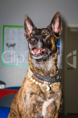 Portrait of a mallinois shepherd dog