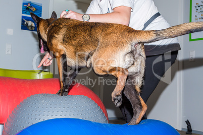 dog during therapy in a office