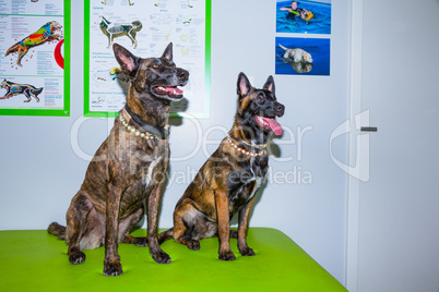 two Mallinois dogs waiting in a office