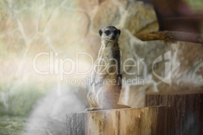 Meerkat standing up on a stump