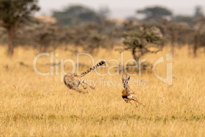 Cheetah chasing Thomson gazelle among whistling thorns