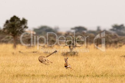 Cheetah chasing Thomson gazelle in whistling thorns