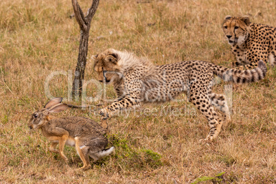 Cheetah cub catches scrub hare beside mother