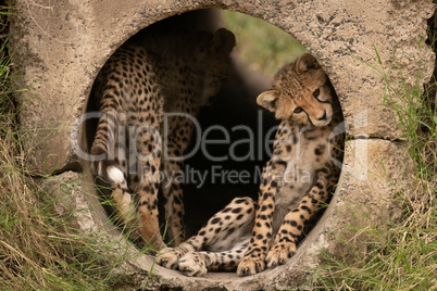 Cheetah cub lying in pipe with another