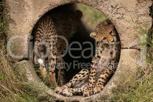 Cheetah cub lying in pipe with another