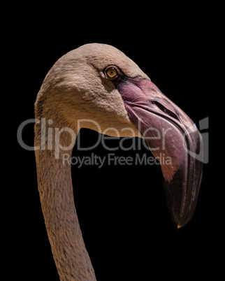 Close-up of Chilean flamingo head and neck