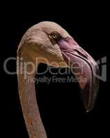 Close-up of Chilean flamingo head and neck