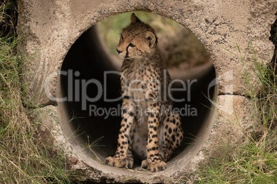 Cheetah cub sitting in pipe looking left