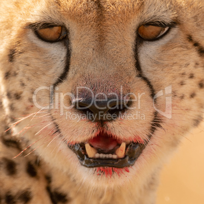 Close-up of cheetah face with bloody mouth