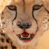 Close-up of cheetah face with bloody mouth
