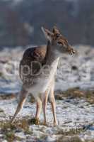 Fallow deer doe stands in snowy grass