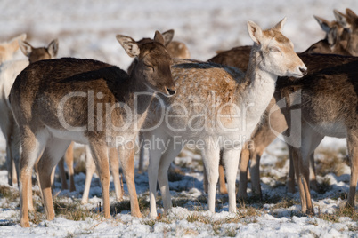 Fallow and red deer side-by-side in snow