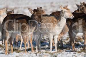 Fallow and red deer side-by-side in snow