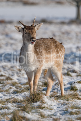 Fallow deer fawn standing in snowy grass