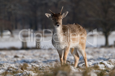 Fallow deer fawn standing in snowy park