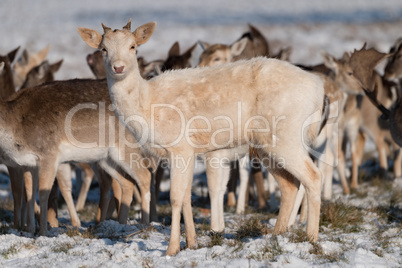 Fallow deer fawn stands in snowy grass