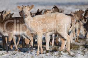 Fallow deer fawn stands in snowy grass