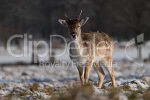 Fallow deer fawn stands in snowy park