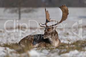 Fallow stag in sunshine lies in snow