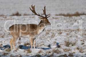Fallow stag in sunshine stands in snow