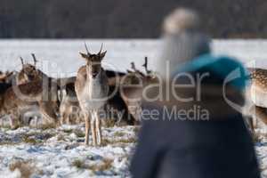 Fawn stands staring at woman in snow