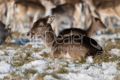 Female red deer lies in snowy grass