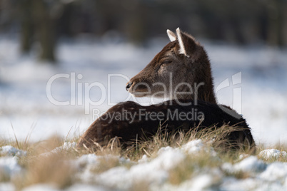 Female red deer lying in snowy grass