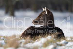 Female red deer lying in snowy grass