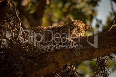 Leopard falling asleep on branch of tree