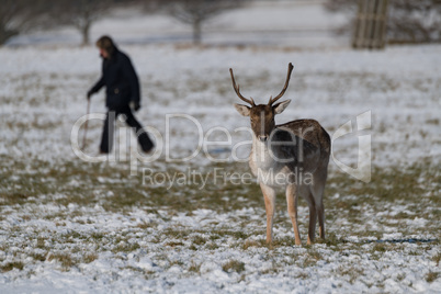 Hiker walking past buck in snowy park