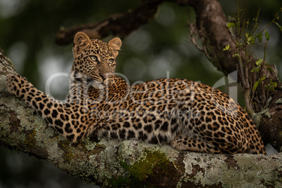Leopard lies in tree looking for prey