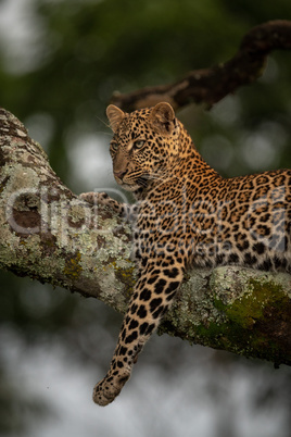 Leopard lies on branch dangling leg down