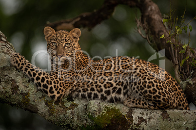 Leopard lies on branch looking for prey