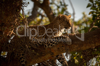 Leopard lies on branch with head up