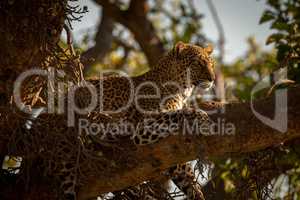 Leopard lies on branch with head up
