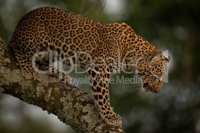 Leopard looks down while standing on branch