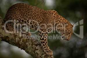 Leopard looks down while standing on branch