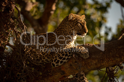 Leopard lying on branch with head up