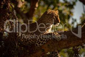 Leopard lying on branch with head up