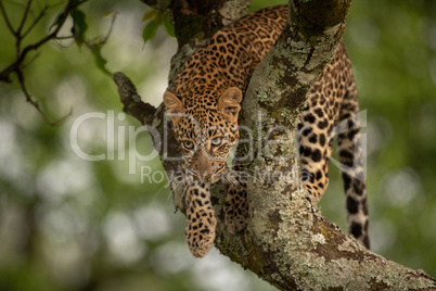 Leopard prepares to jump from tree branch