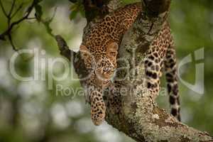 Leopard prepares to jump from tree branch